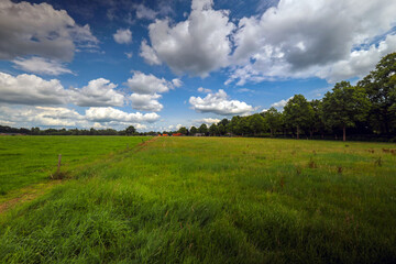 Fototapeta premium Meadows on the edge of the Veluwe in Gelderland