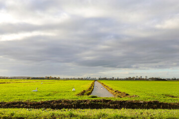 Meadows in low polder named Zuidplaspolder where Cortelande will arise