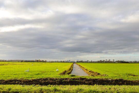 Meadows in low polder named Zuidplaspolder where Cortelande will arise