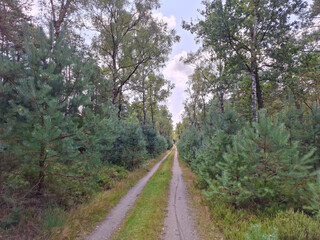 Fototapeta premium Nature forest reserve and recreational area of the Veluwe