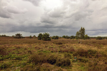 Nature reserve and protected area De Veluwe in the province of Gelderland