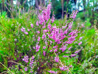 Nature reserve and protected area De Veluwe in the province of Gelderland