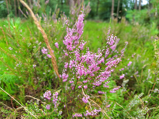 Nature reserve and protected area De Veluwe in the province of Gelderland