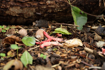 octopus stinkhorn or devil's fingers fungus from egg to red fungus