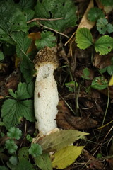 Phallus impudicus orcommon stinkhorn fungus in botanic garden