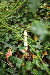 Phallus impudicus orcommon stinkhorn fungus in botanic garden