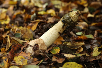 Phallus impudicus orcommon stinkhorn fungus in botanic garden