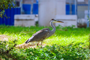 Great gray heron scans the surface of the ditch in search of fish