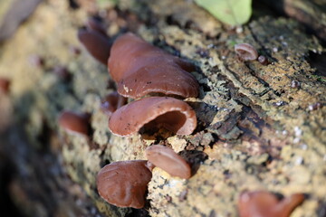 wood ear, jelly ear or Jew's ear mushroom in botanic garden
