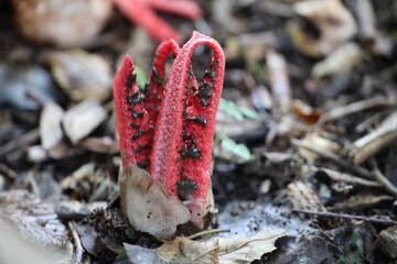 octopus stinkhorn or devil's fingers fungus from egg to red fungus