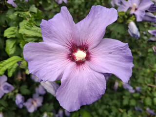 Flowering Hibiscus in colour purple on plant in the garden