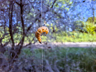 The spindle moth makes a large web in bushes.