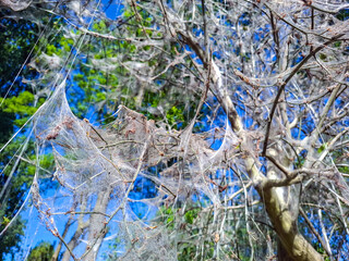 The spindle moth makes a large web in bushes.