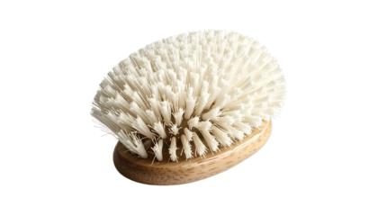 A light-colored, oval brush with stiff white bristles against a black background