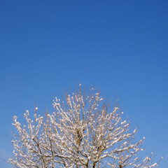 High Contrast Winter Background - Square Image for Social Media Feed