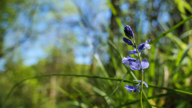 Wild Blue Milkwort Polygala Flower Spike In Quercy France