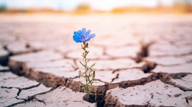 Resilient flower in harsh conditions close-up, ideal for environmental campaigns, survival stories, or inspirational nature graphics.