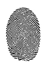 Detailed Human Fingerprint Pattern Isolated