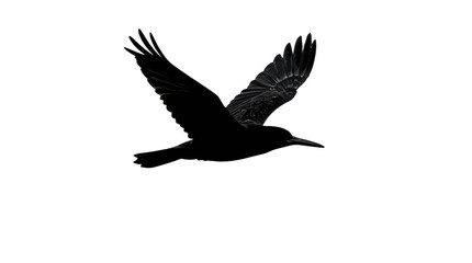 Fototapeta premium Hummingbird in mid-flight with wings spread wide