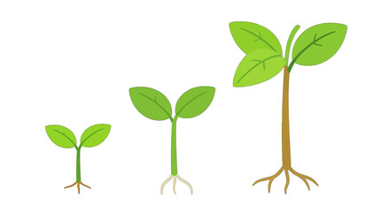 Obraz premium Three stages of a growing plant