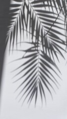 Obraz premium Palm Leaf Shadows on a White Wall.