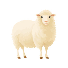 Fototapeta premium Sheep, rendered in a minimalist 2D flat vector icon style against a pure white backdrop