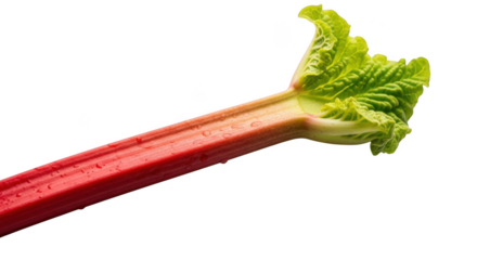 Fresh red rhubarb stalk with green leaf isolated on transparent background