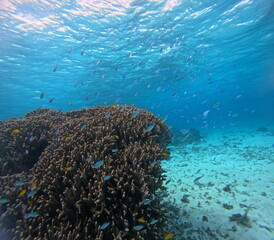 石垣島のサンゴ礁を泳ぐ熱帯魚の群れ