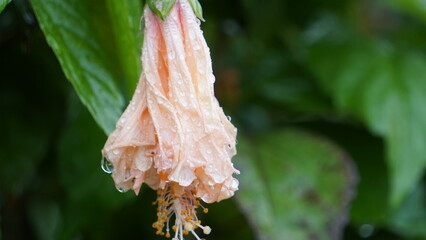 元気を失ったハイビスカス　それでも咲こうとする姿