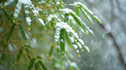 Snowy bamboo leaves close up nature scenery
