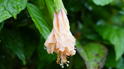 雨に濡れてしおれたハイビスカス　静かに立ち止まる時間