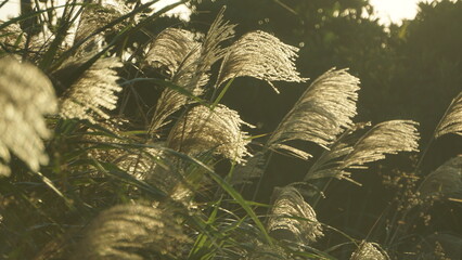 日本の秋を象徴するススキ