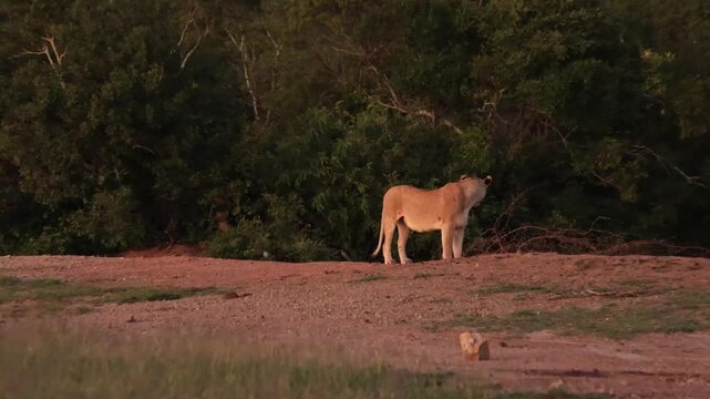  a full lion pride and two rhinos