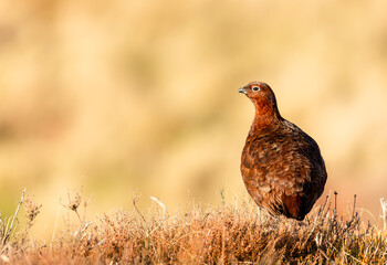 Red Grouse, Scientific name: Lagopus Lagopus Scotica. Close up of a Red Grouse male in Winter, facing left on managed grouse moorland, Yorkshire Dales, UK. Clean background.  Copy space.  Horizontal.