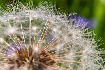 Macro photo, Animals, Nature - Еurope, Eastern Europe