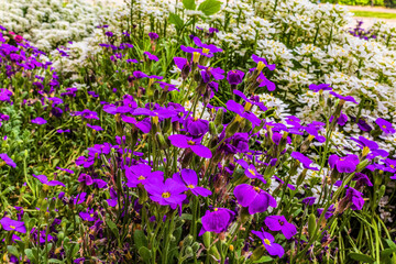 Obraz premium Macro photo, Animals, Nature - Еurope, Eastern Europe