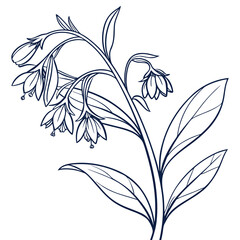 comfrey borage edible line art on white