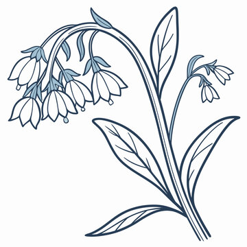comfrey borage edible flower line art vector
