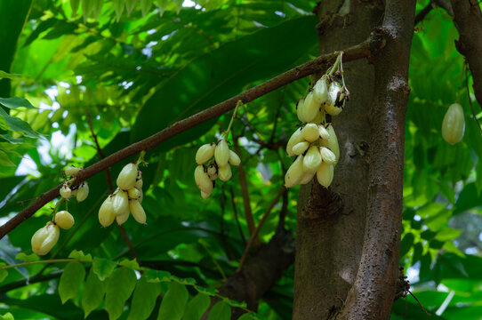 Averrhoa bilimbi fruit on tree branch in tropical garden, sour fruit used in cuisine, beverage and cocktail garnish, showing cauliflorous growth, agriculture, fruit cultivation and plantation farming.