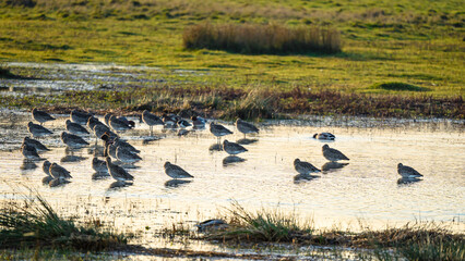 Sleeping Whimbrel at Druridge Pools, a Nature Reserve close to the Northumberland coast and was a former opencast mine, now a popular reserve with wildfowl and waders in the wetland