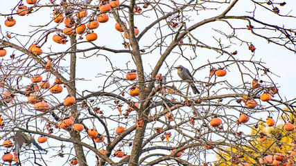 柿の木にとまっているヒヨドリ
