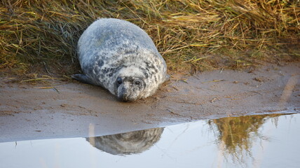 Grey seal pups on the beach