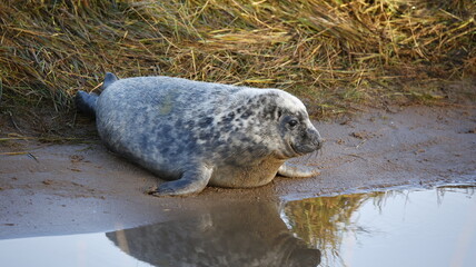 Grey seal pups on the beach