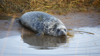 Grey seal pups on the beach