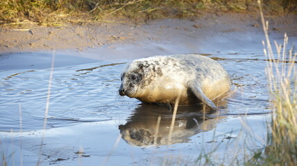 Grey seal pups on the beach