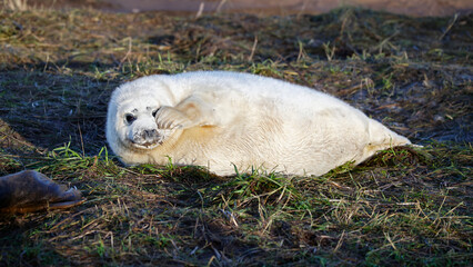 Grey seal pups on the beach