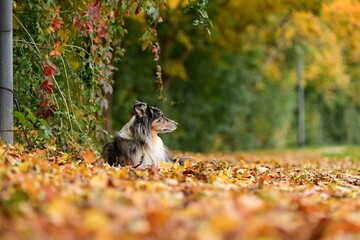 Schöner Hütehund liegt ruhig im bunten Herbstlaub unter hängenden Weinranken © Grubärin