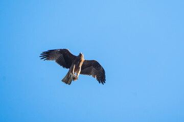 Booted Eagle hovering in mid air with wings spread wide, showing dark and light morph plumage, a powerful raptor scanning the landscape for prey.