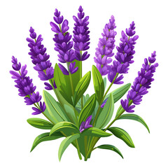 Purple Lavender Flowers with Green Leaves Vector Illustration