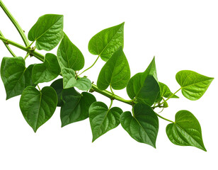  Vibrant Sweet Potato Vine with Tender Young Leaves, dynamic diagonal composition, isolated on transparent background